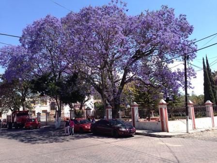 Jacaranda-Tree-Drought-Tolerant-Landscaping-in-Arizona