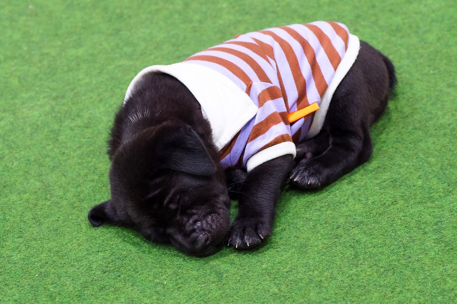 Have Artificial Grass Installed on Your New Pet-Friendly Play Area