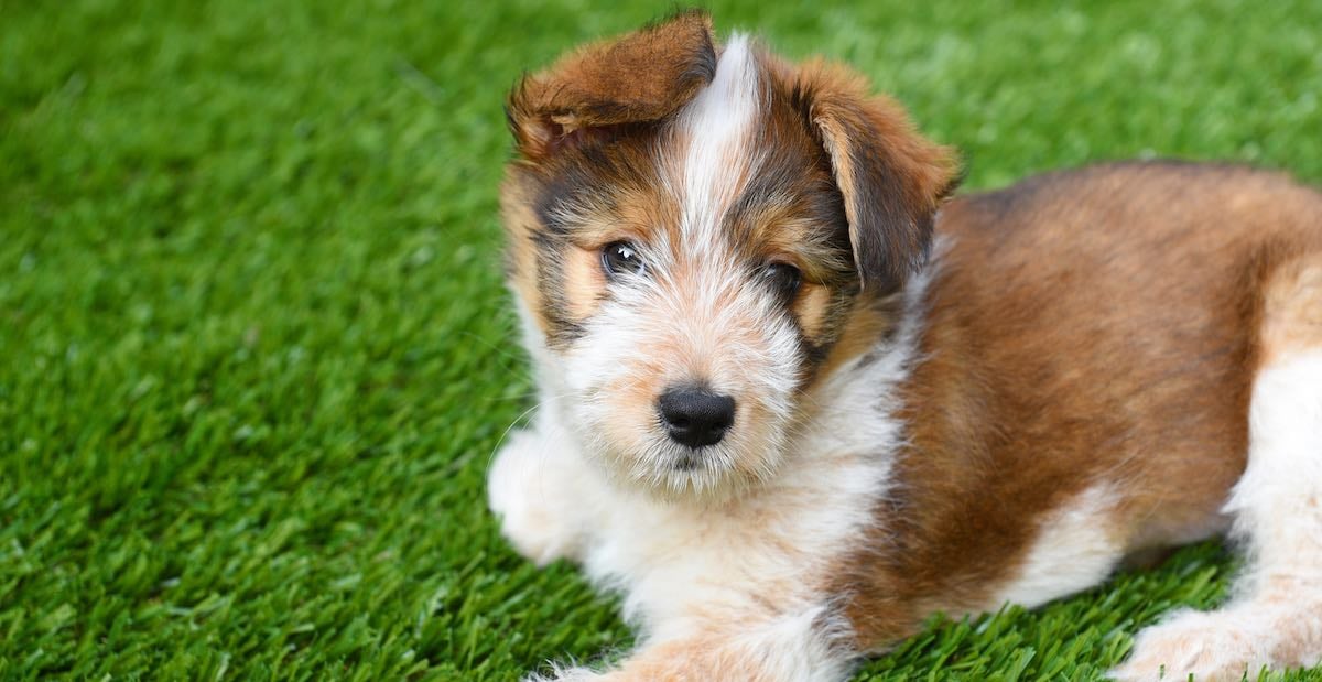 Artificial grass and dogs