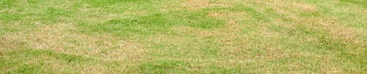 Do You Have Dry Grass? Use These Alternatives