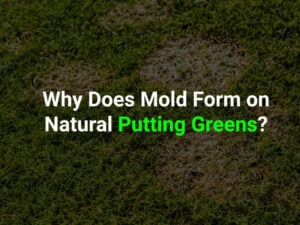 SunburstLandscaping_1_Arizona-Artificial-Grass-for-Mold-Free-Backyard-Putting-Greens-980x735