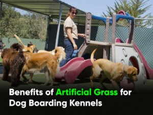 Benefits-of-Artificial-Grass-for-Dog-Boarding-Kennels-Sunburst2-980x735