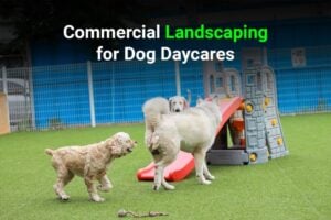 SunburstLandscaping_2_Commercial-Landscaping-Companies-Near-Me-for-Dog-Daycares-980x653 (1)