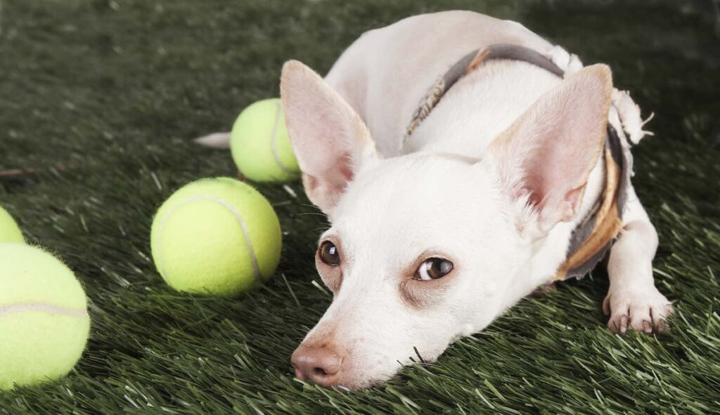 Chihuahua Portrait