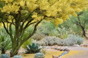 benefits-of-adding-trees-and-tall-plants-to-your-landscape