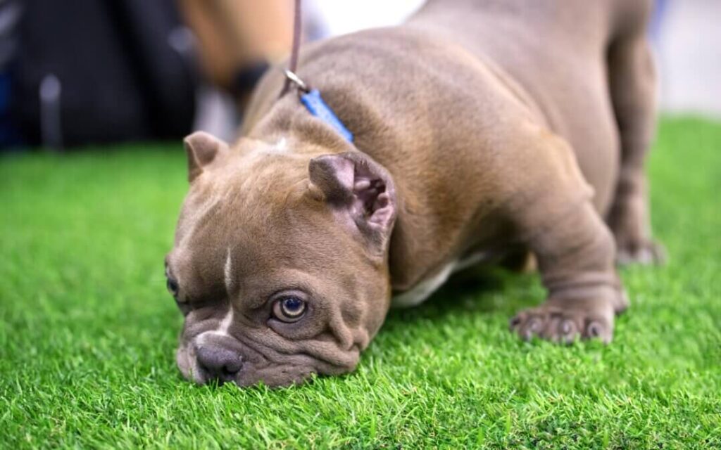 bully-dog-sniffing-on-artificial-grass-1080x675