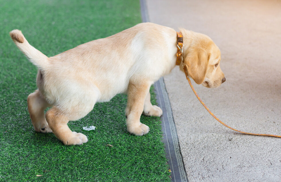 dog-peeing-on-artificial-grass-980x636