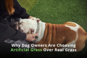 Why Dog Owners Are Choosing Artificial Over Real Grass - sunburst landscaping 1