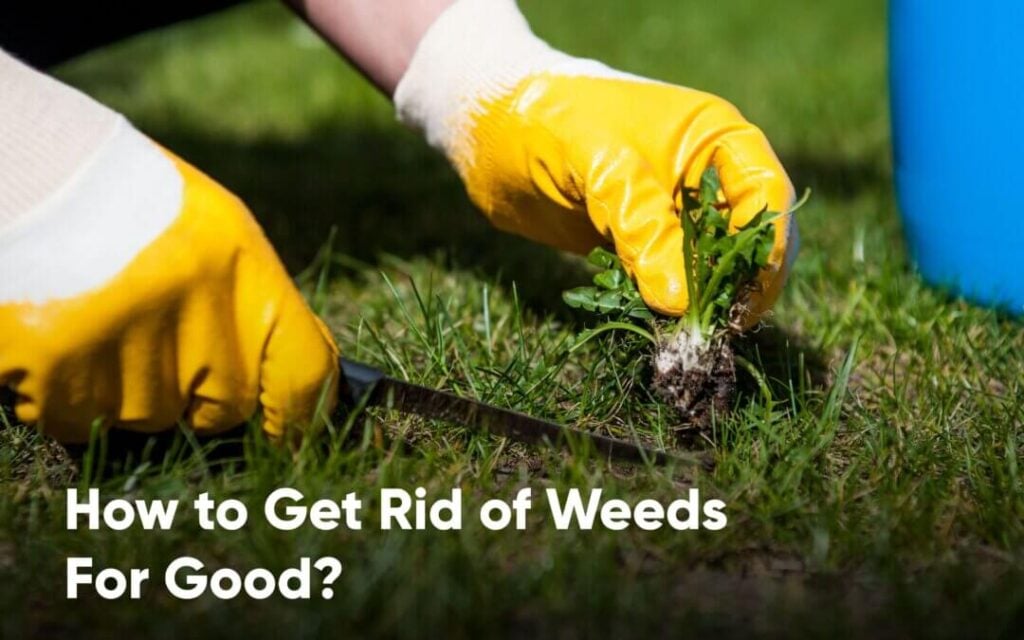 artificial-grass-Weed-Management-Solution-1080x675