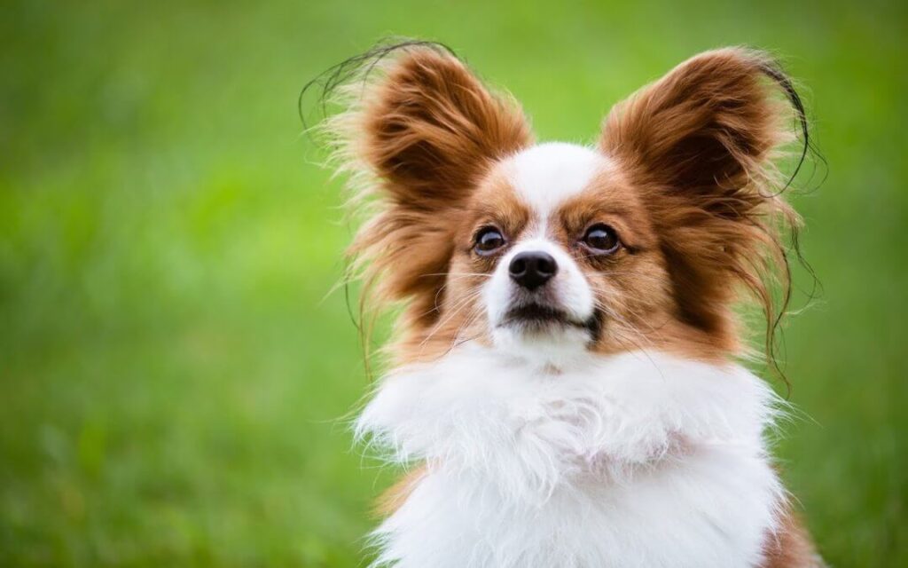 friendly-dog-in-the-backyard-1-1080x675