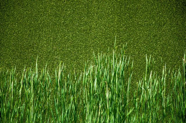 prolonging-artificial-turf