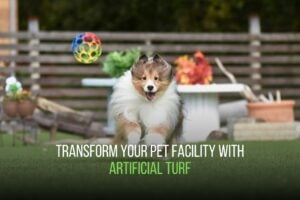 Transform Your Pet Facility with Artificial Turf - sunburst 2