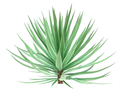 Cactus 1-2