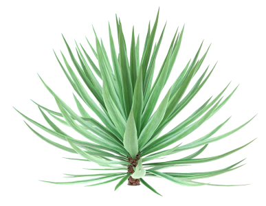 Cactus 1-2