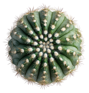 Cactus 2-2