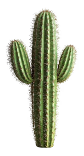 Cactus 3-2